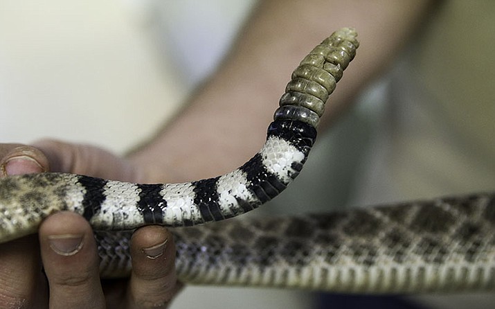 A rattlesnake tale is examined at the Phoenix Herpetological Society in Scottsdale. (Photo by Michelle Minahen/Cronkite News)