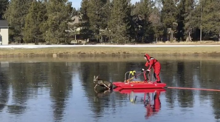 This Friday, Dec. 8, 2017, image made from a video provided by L4262 Sunriver Professional Firefighters shows firefighter Jeff “JJ” Johnston using an ice-rescue sled to gently nudge a deer off a frozen pond in Sunriver, Ore. The young deer got its legs underneath it as they reached solid ground and scampered off as Johnston’s colleagues applauded. (Benjamin O’Keefe/L4262 Sunriver Professional Firefighters via AP)


