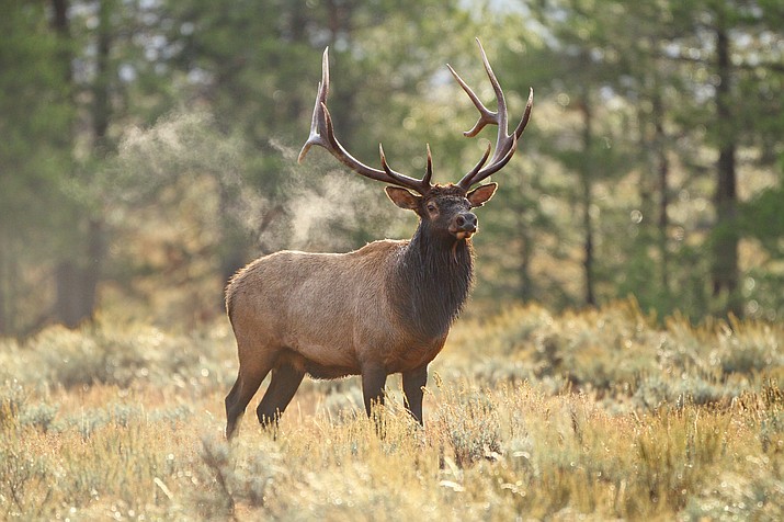 AZGFD offering reward for poached elk near Flagstaff | Williams-Grand ...