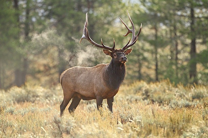 azgfd-offering-reward-for-poached-elk-near-flagstaff-williams-grand