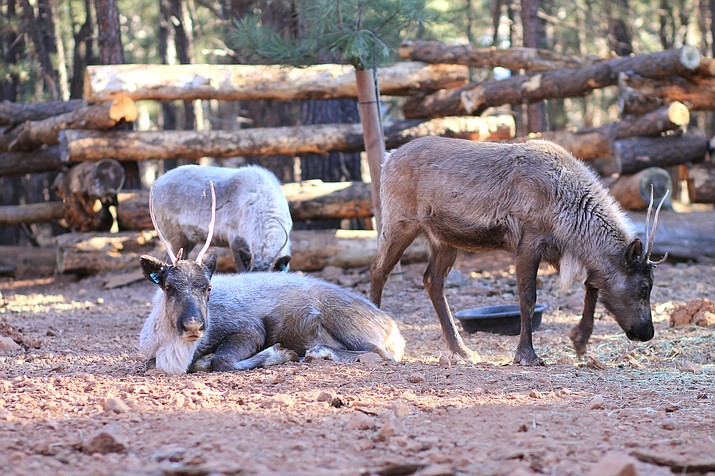 Three of the park's five reindeer are already on display in their new home.