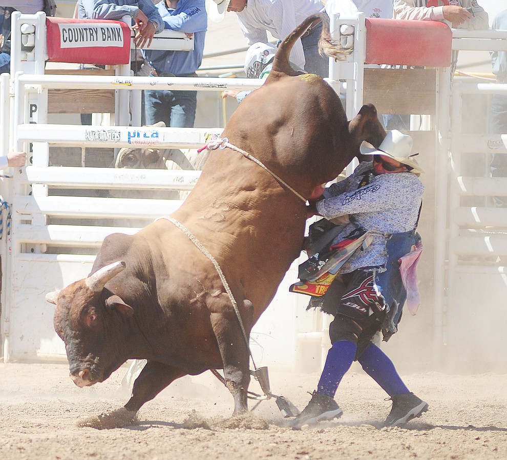 Bull fighter Luke Kraut takes one in the ear during the fourth performance of the 2017 Prescott Frontier Days Rodeo at the Prescott Rodeo Grounds Saturday, July 1.  (Les Stukenberg/Courier)
