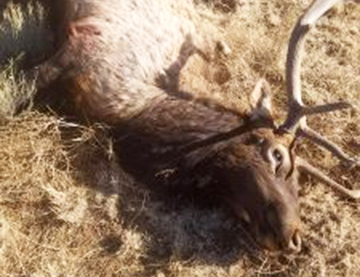A bull elk was poached and the carcass was left in Unit 10 northwest of Williams Dec. 17. 
