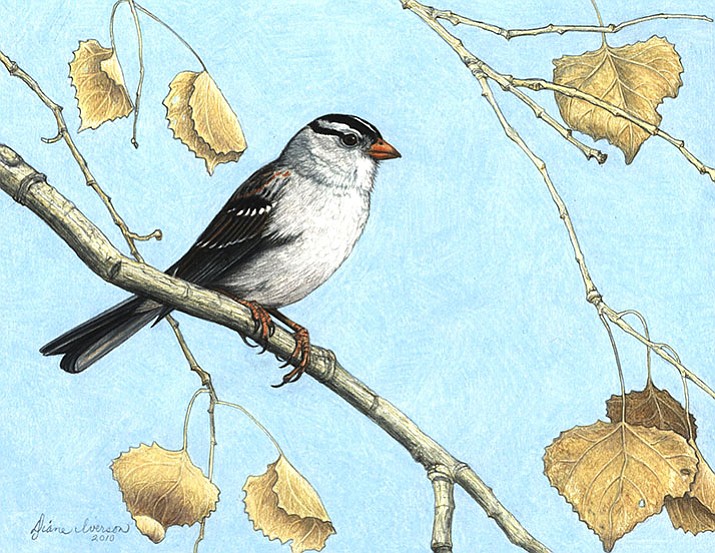 Drawing of a White Crowned Sparrow. (Courtesy image)