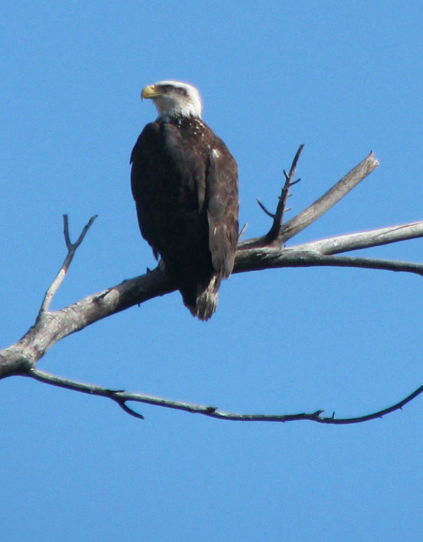 Bald eagle breeding season leads to restrictions | The Verde