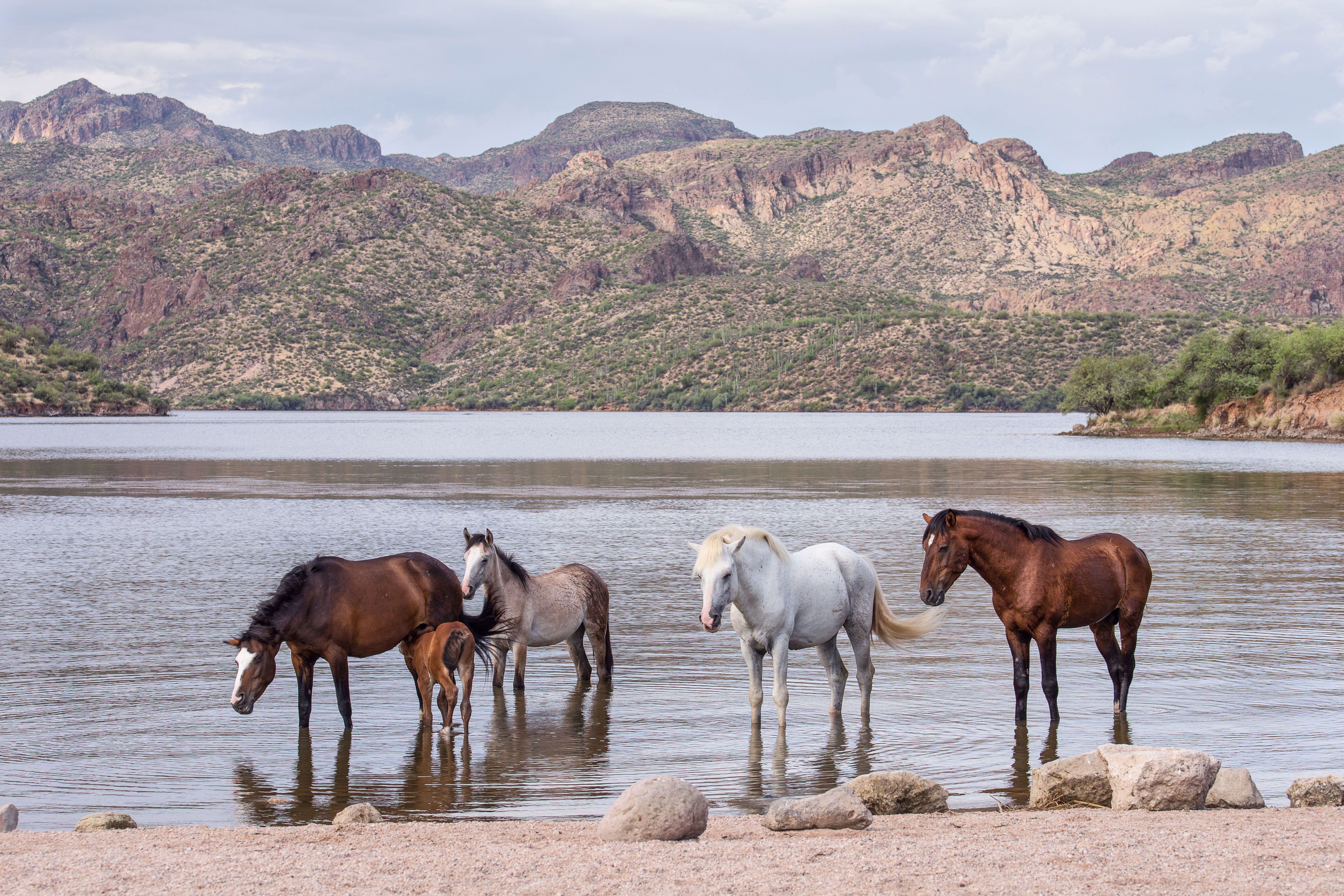 Wild horse islands the hunt