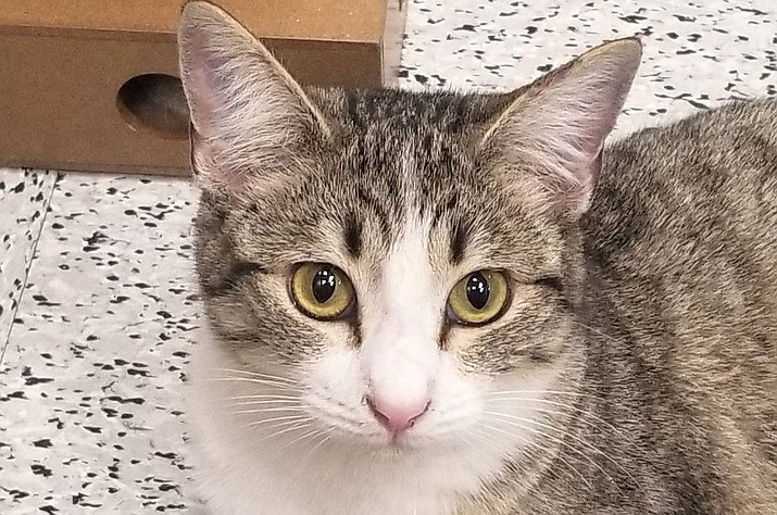 Peppermint Patti is a domestic short hair gray and white tabby who is about one year old. She is very playful and friendly with people and other social cats.