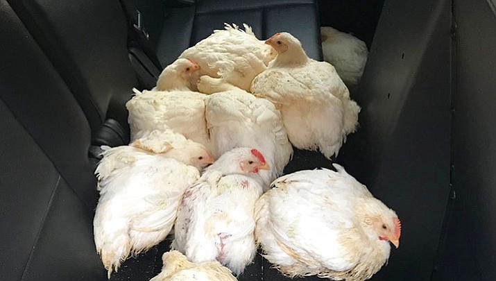 In this photo released by the California Highway Patrol, chicken are contained in the back of a CHP patrol car, after officer scrambled to rescue nearly 20 chickens that ran through highway lanes. (CHP Officer C.Lillie/California Highway Patrol via AP)
