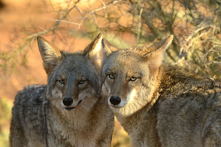 Coyotes In The Grand Canyon