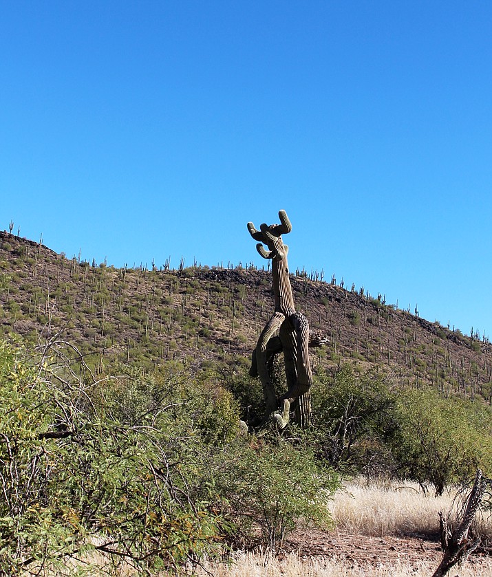 A saguaro cactus reaches its many arms to the sky. Stan Bindell/NHO 