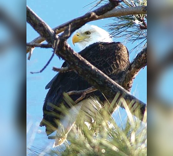 A bald eagle sits in a pine tree above Lynx Lake (File photo by Les Stukenberg)