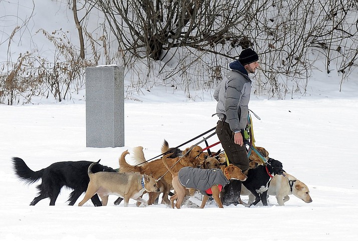 FILE - In this Thursday, Dec. 15, 2016, file photo, a dog walker controls multiple canines on a walk at Congress Park in Saratoga Springs, N.Y. Starting a business is often a pricey ordeal, but no- to low-cost ideas exist for aspiring entrepreneurs with unique and marketable talent. (AP Photo/Hans Pennink, File)
