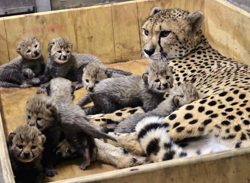 Cheetah at St. Louis Zoo gives birth to 8 cubs | The Daily Courier | Prescott, AZ