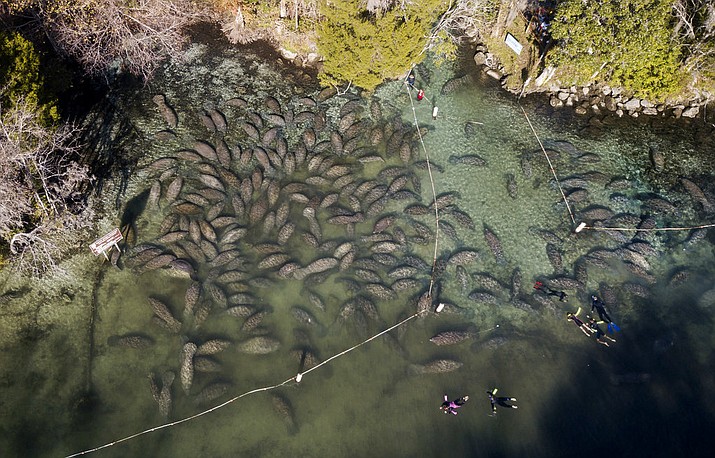 Manatees huddle up at the Three Sisters Springs in Crystal River, Fla., to stay warm in the natural spring on Thursday, Jan. 4, 2018. (Luis Santana/Tampa Bay Times via AP)

