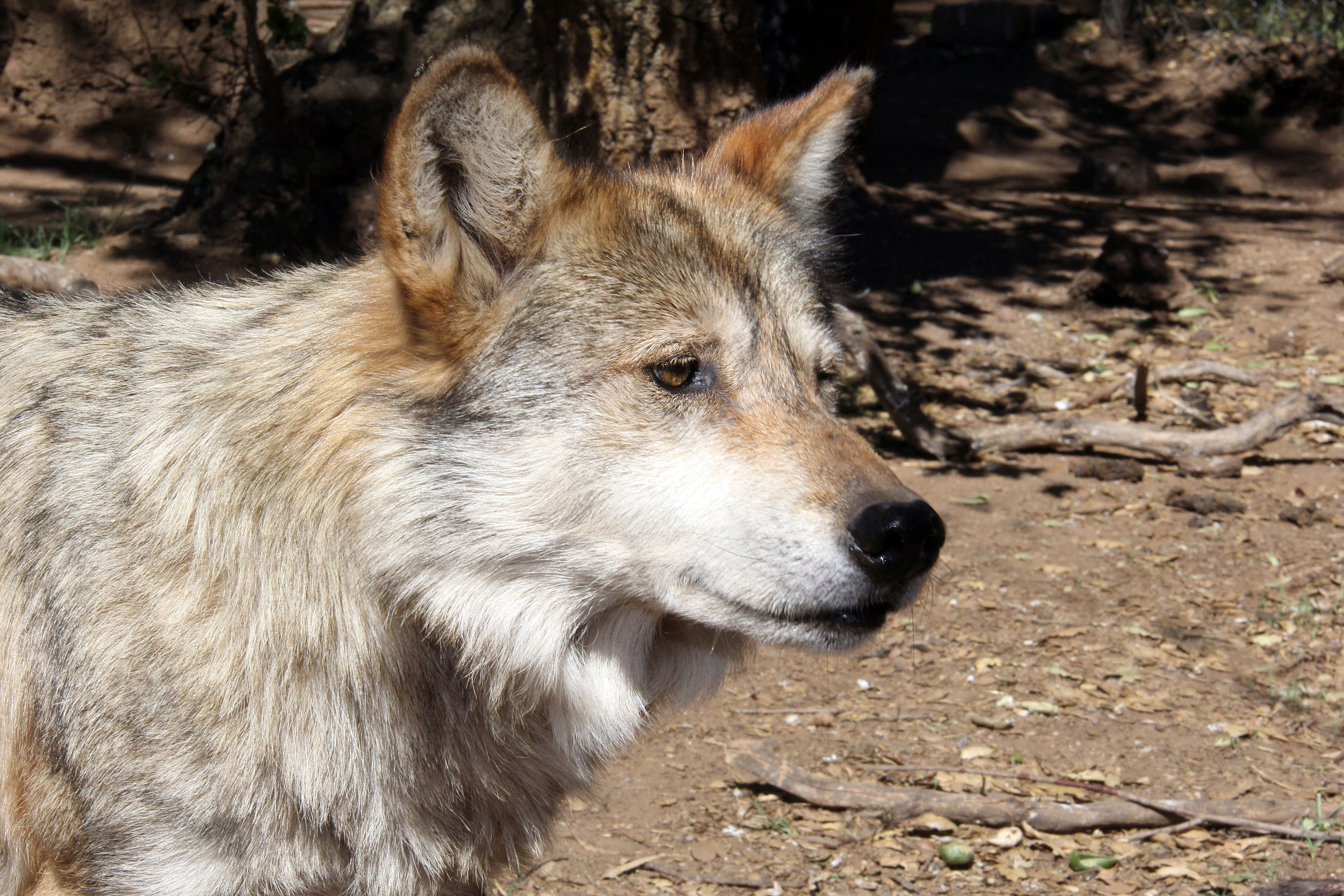 State Briefs | Endangered Mexican gray wolf found dead in Arizona