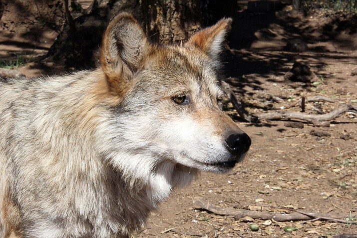 State Briefs | Endangered Mexican gray wolf found dead in Arizona ...