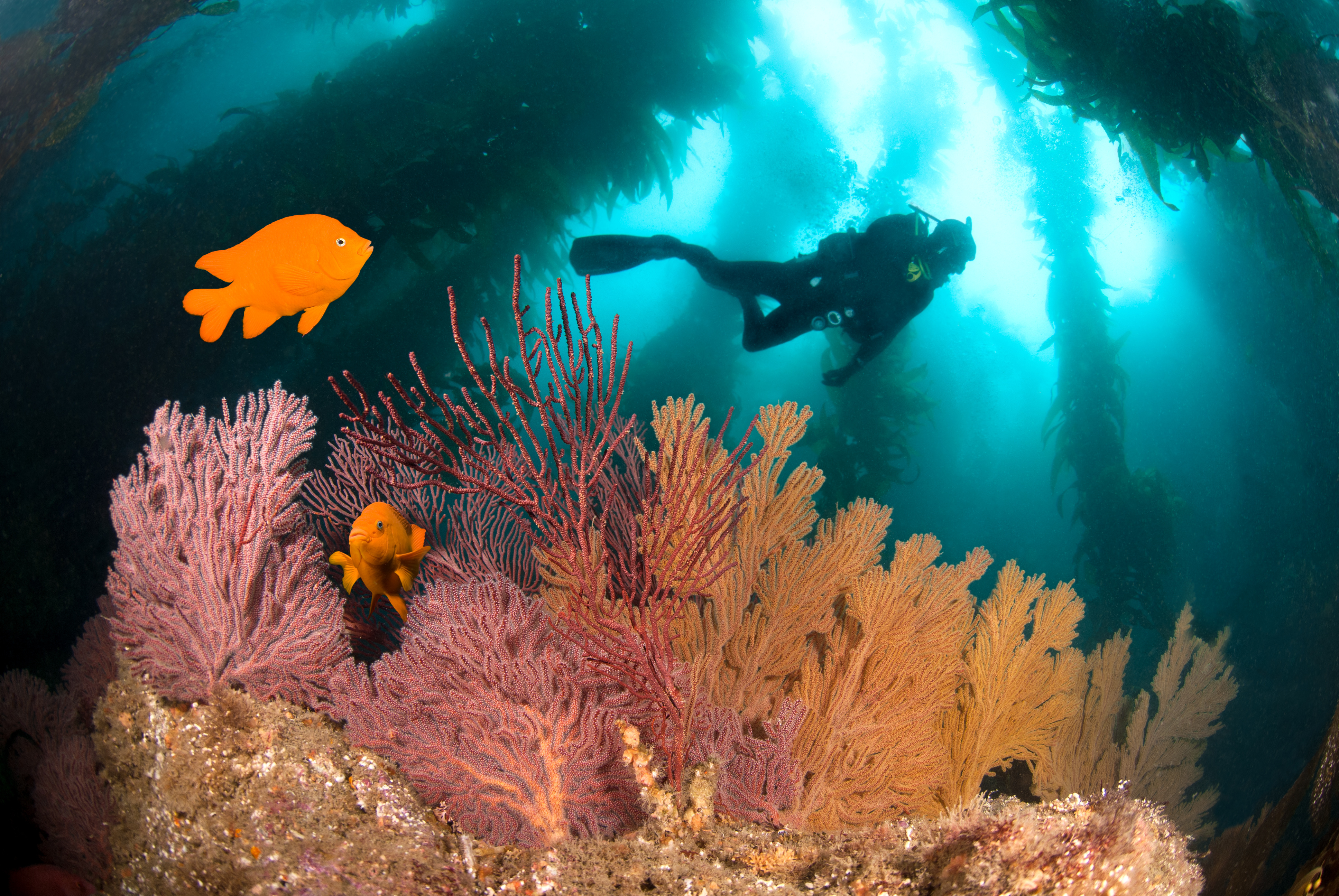 Scientist at work: â€˜I've dived in hundreds of underwater caves hunting