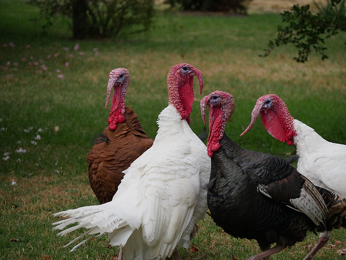Aggressive turkeys are halting mail deliveries for a small suburb of Cleveland. (Mikkel Bergmann, Unsplash)