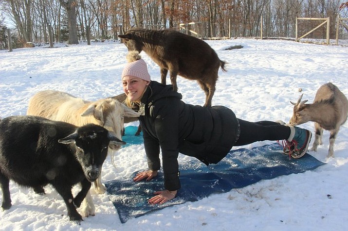 In this Wednesday, Jan. 3, 2018 photo, yoga instructor Danuta Wolk-Laniewski, demonstrates goat yoga at the Aussakita Acres farm in Manchester, Conn. The farm is partnering with the Hartford Yard Goats, the Double-A affiliate of the Colorado Rockies baseball team, to offer goat yoga at Dunkin Donuts Park, the team’s $71 million stadium in Hartford. (AP Photo/Pat Eaton-Robb)

