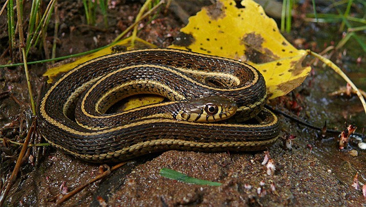 When the northern Mexican garter snake was listed as threatened in 2014, officials weren’t sure they would ever come across one of the snakes. It was rediscovered along the Colorado River in 2015, 111 years since it had last been spotted. (Jeff Servoss/U.S. Fish and Wildlife Service)