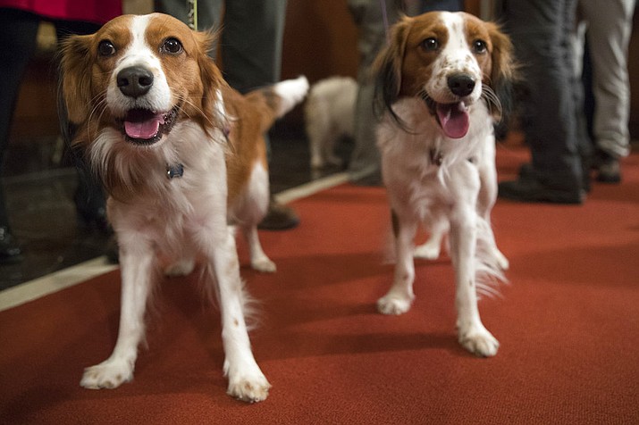 Nederlandse kooikerhondje Escher, right, and Rhett are shown during a news conference at the American Kennel Club headquarters, Wednesday, Jan. 10, 2018, in New York. The club announced that it's recognizing the Nederlandse kooikerhondje and the grand basset griffon Vendeen. They're the first breeds added to the roster since 2016. (AP Photo/Mary Altaffer)
