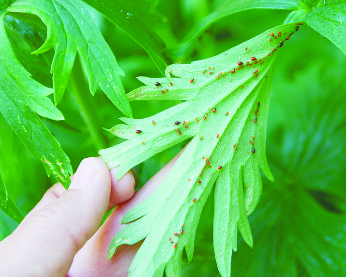 Aphids, a common pest of indoor and outdoor plants, suck plant juices, causing leaves to yellow, brown, wilt or become distorted. (Melinda Myers/Courtesy)
