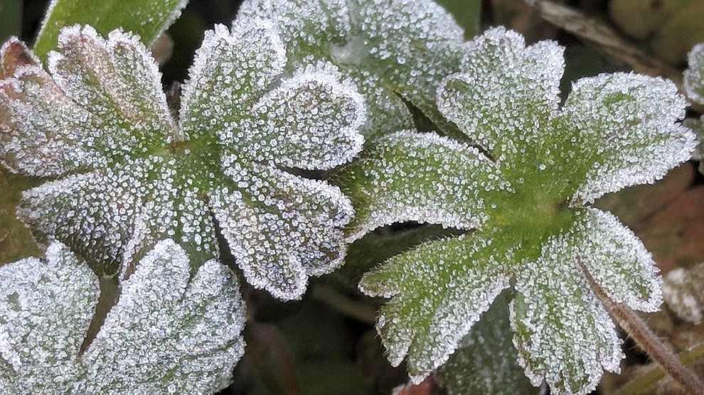 Frost covers plants in Palm Harbor, Fla., where the temperature fell to 25 degrees Fahrenheit at daybreak on Thursday, Jan. 18, 2018. (Douglas R. Clifford/Tampa Bay Times via AP)
