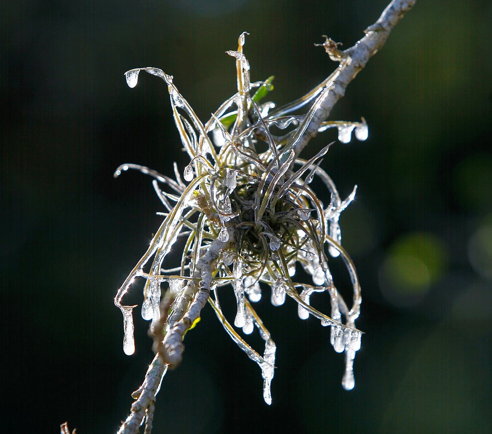 Ice drips on some moss in a Clearwater, Fla., garden Thursday, Jan. 18, 2018, in below freezing temperatures after sprinklers ran overnight. (Jim Damaske/Tampa Bay Times via AP)