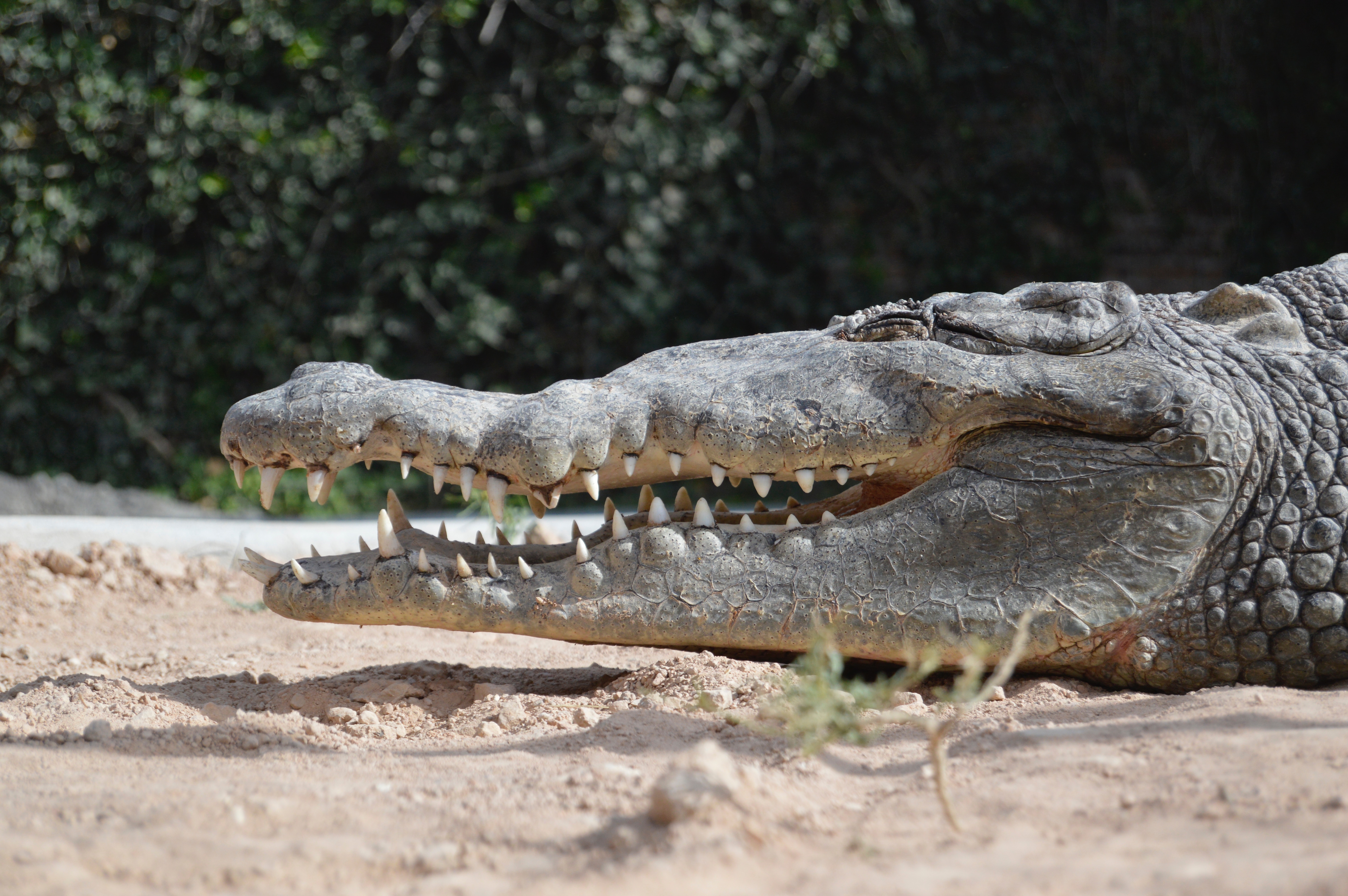 Russian police in unexpected encounter with crocodile | The Daily ...