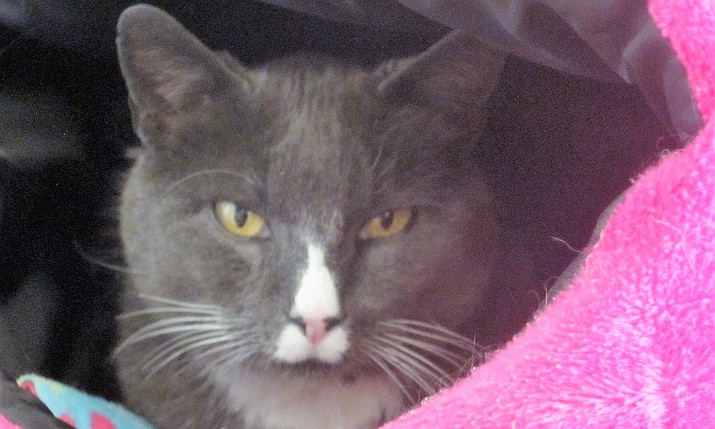 Bob is a 3-year-old, gray-and-white tuxedo with green eyes.