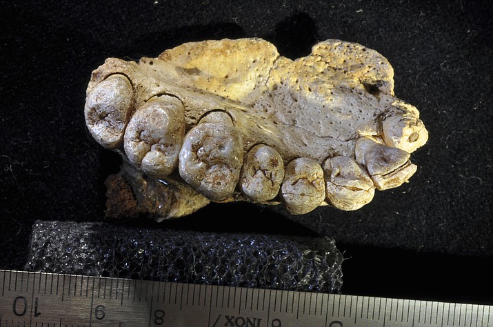 This undated photo provided by researcher Gerhard Weber shows a portion of the upper left jaw and teeth from the Misliya-1 fossil. Researchers found the jawbone in an Israeli cave, indicating that modern humans left Africa as much as 100,000 years earlier than previously thought. (Gerhard Weber/University of Vienna)