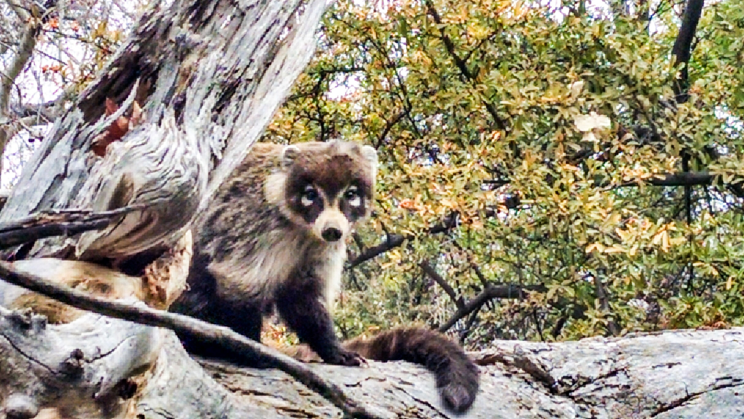 Coatimundis: A rare area sighting | The Verde Independent | Cottonwood, AZ