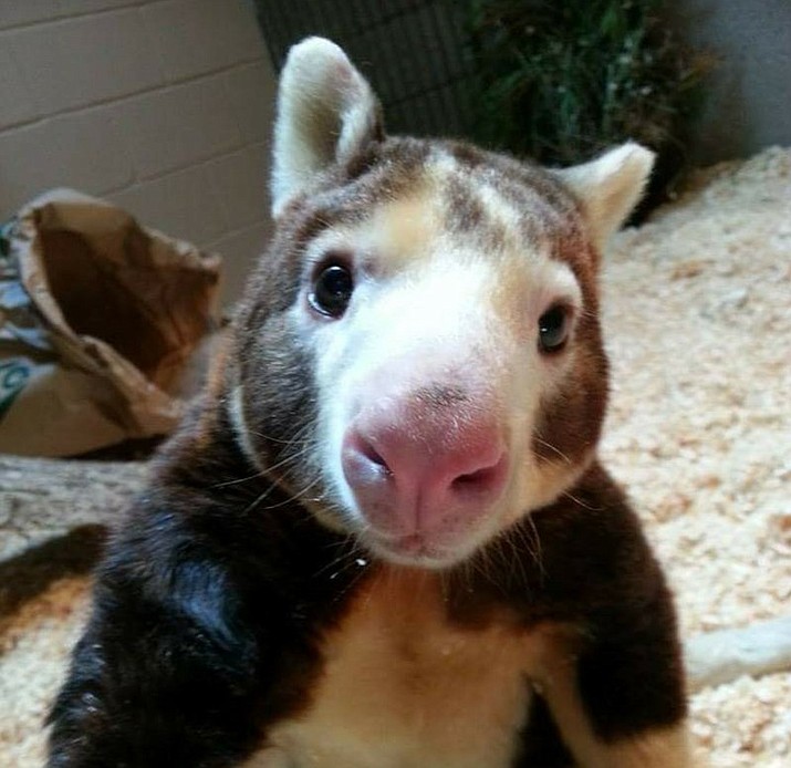 In this January 2018 photo provided by the Roger Williams Park Zoo, Paul, a Matschie’s tree kangaroo, is photographed at the zoo in Providence, R.I. Paul turned 23 years, three months and four days old on Friday, Jan. 26, 2018, making him the oldest living tree kangaroo in the U.S., according to the Roger Williams Park Zoo. (Roger Williams Park Zoo)

