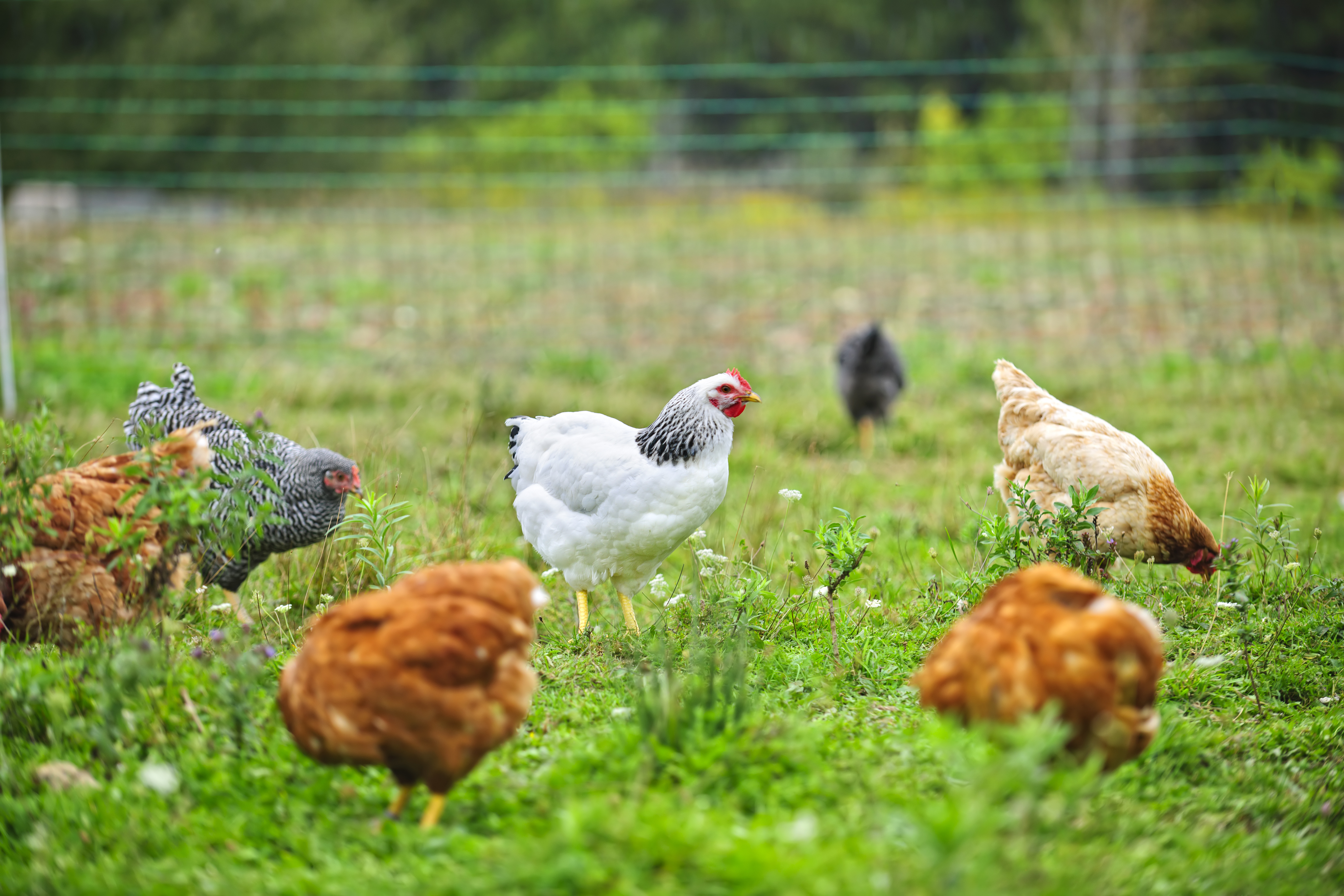 Ижс куры. Куры на лугу. Курочки на лугу. Куры на пастбище. Poultry Farm.