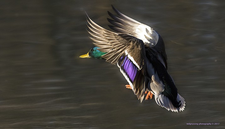 Ted Grussing will present “Sedona Wildlife Photography” at the next Living History speaker series at the Sedona Heritage Museum. Shown here is his photo of a Drake Mallard preparing for landing.