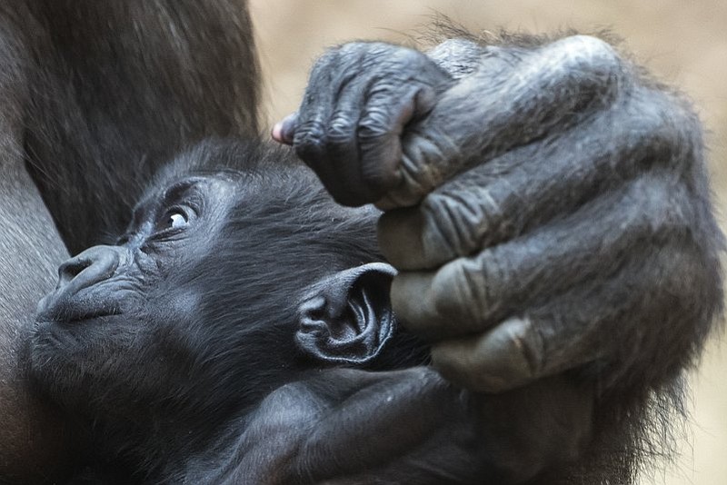 Mother Kumili holds the hand of her baby gorilla Kio at the zoo in Leipzig, Germany, Wednesday, Feb. 7, 2018. Kio was born during the night between Dec. 5 and 6, 2017. Together with Diara and Kianga now are living three young gorillas in the group. (AP Photo/Jens Meyer)

