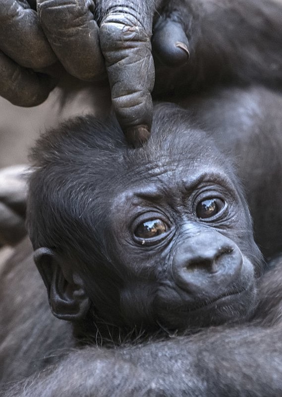 Baby gorilla Kio gets a head massage of his mother Kumili at the zoo in Leipzig, Germany, Wednesday, Feb. 7, 2018. Kio was born during the night between Dec. 5 and 6, 2017. Together with Diara and Kianga now are living three young gorillas in the group. (AP Photo/Jens Meyer)

