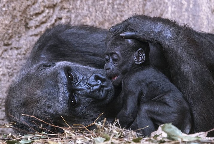 Baby gorilla Kio relaxes besides his mother Kumili at the zoo in Leipzig, Germany, Wednesday, Feb. 7, 2018. Kio was born during the night between Dec. 5 and 6, 2017. Together with Diara and Kianga now are living three young gorillas in the group. (AP Photo/Jens Meyer)

