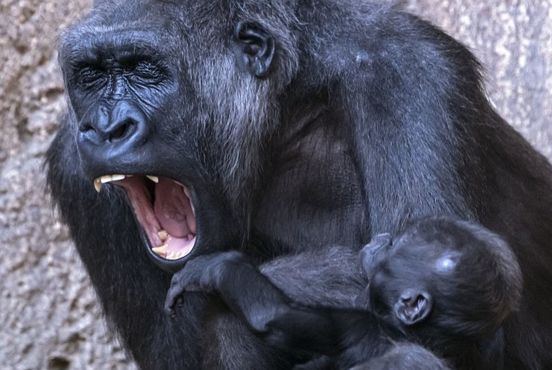 Baby gorilla Kio and his mother Kumili yawn at the zoo in Leipzig, Germany, Wednesday, Feb. 7, 2018. Kio was born during the night between Dec. 5 and 6, 2017. Together with Diara and Kianga now are living three young gorillas in the group. (AP Photo/Jens Meyer)

