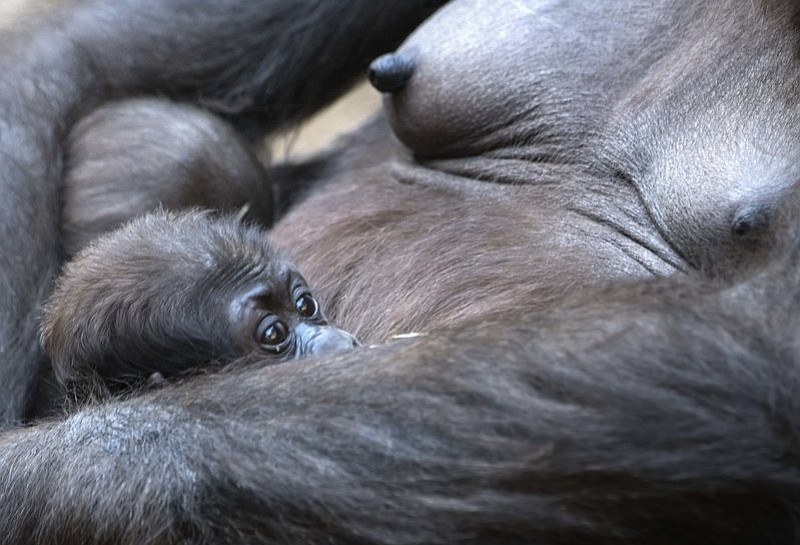 Baby gorilla Kio relaxes in the arms of his mother Kumili at the zoo in Leipzig, Germany, Wednesday, Feb. 7, 2018. Kio was born during the night between Dec. 5 and 6, 2017. Together with Diara and Kianga now are living three young gorillas in the group. (AP Photo/Jens Meyer)

