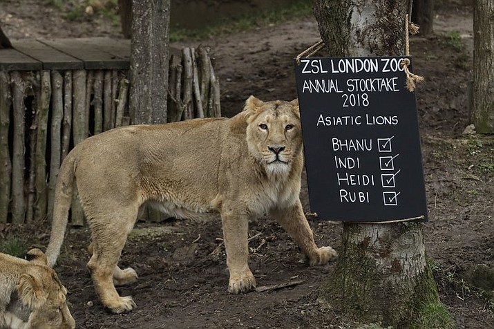 A lioness stands next to a sign placed in their in enclosure during a photocall to publicise the annual stock-take at London Zoo in London, Wednesday, Feb. 7, 2018. (AP Photo/Matt Dunham)

