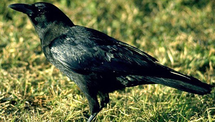 American Crow. (Courtesy photo)