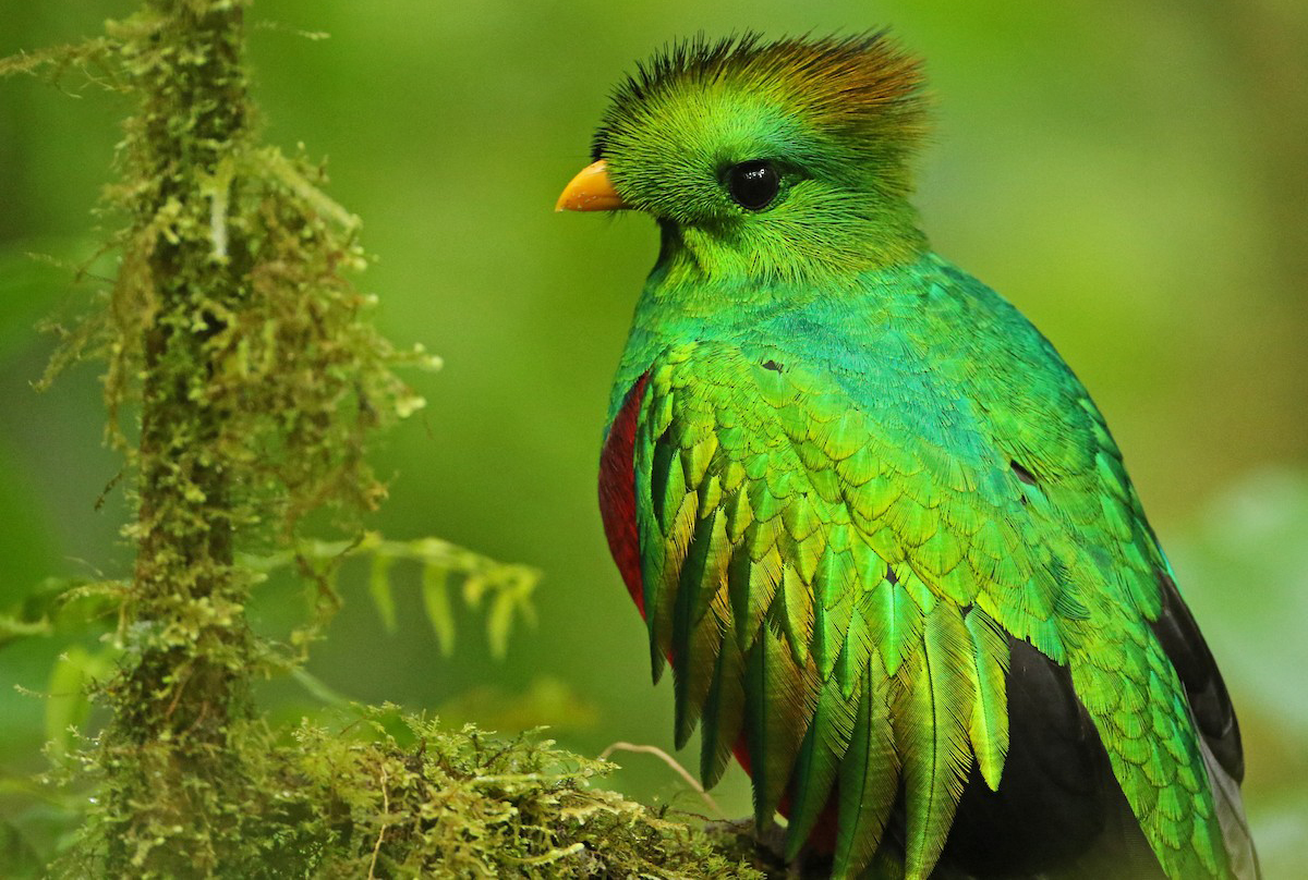 Birding: Bucket list birding in Costa Rica | The Daily Courier