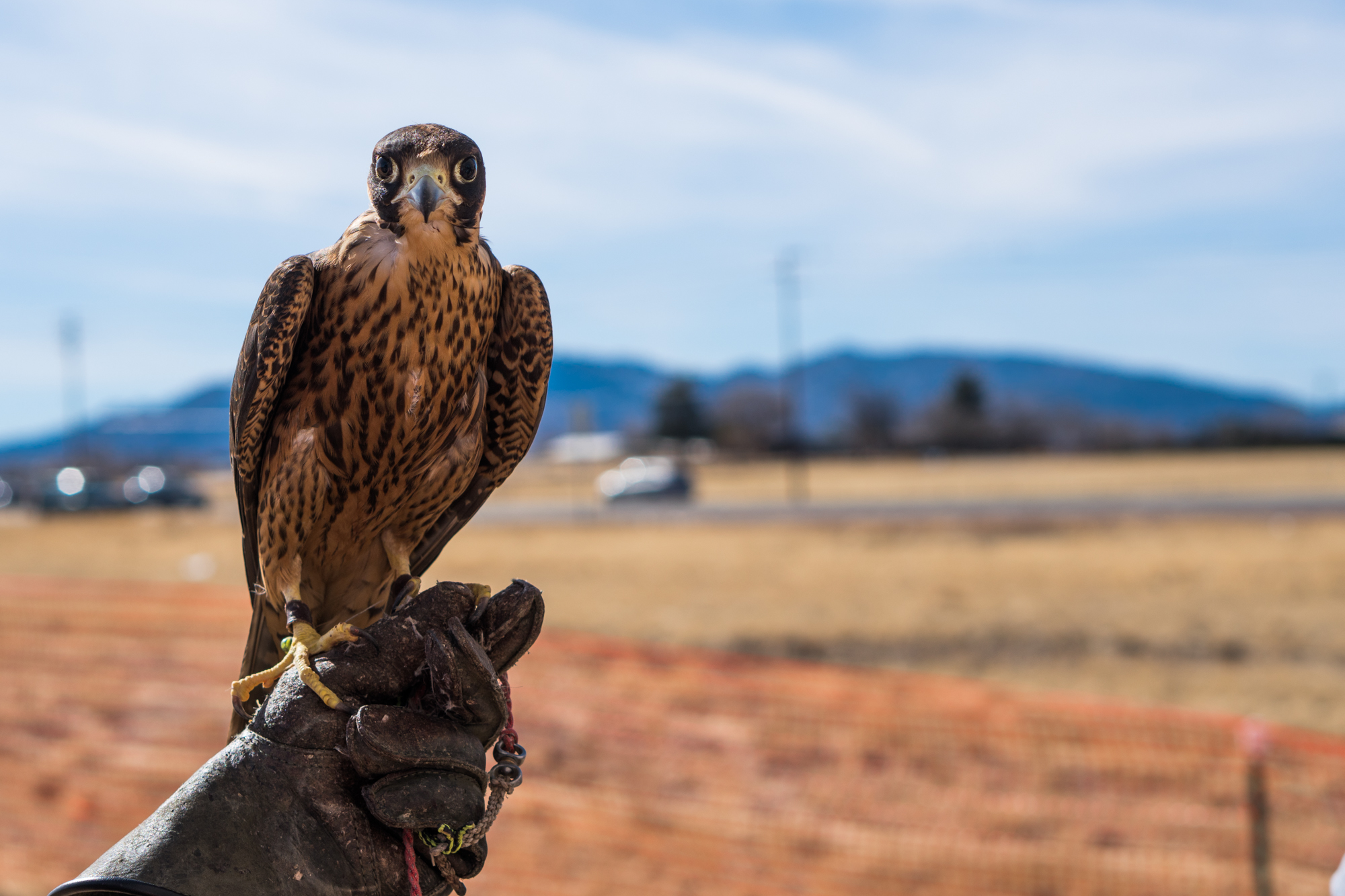 Soaring beauty: Arizona falconry takes flight in effort to promote conservation | The ...