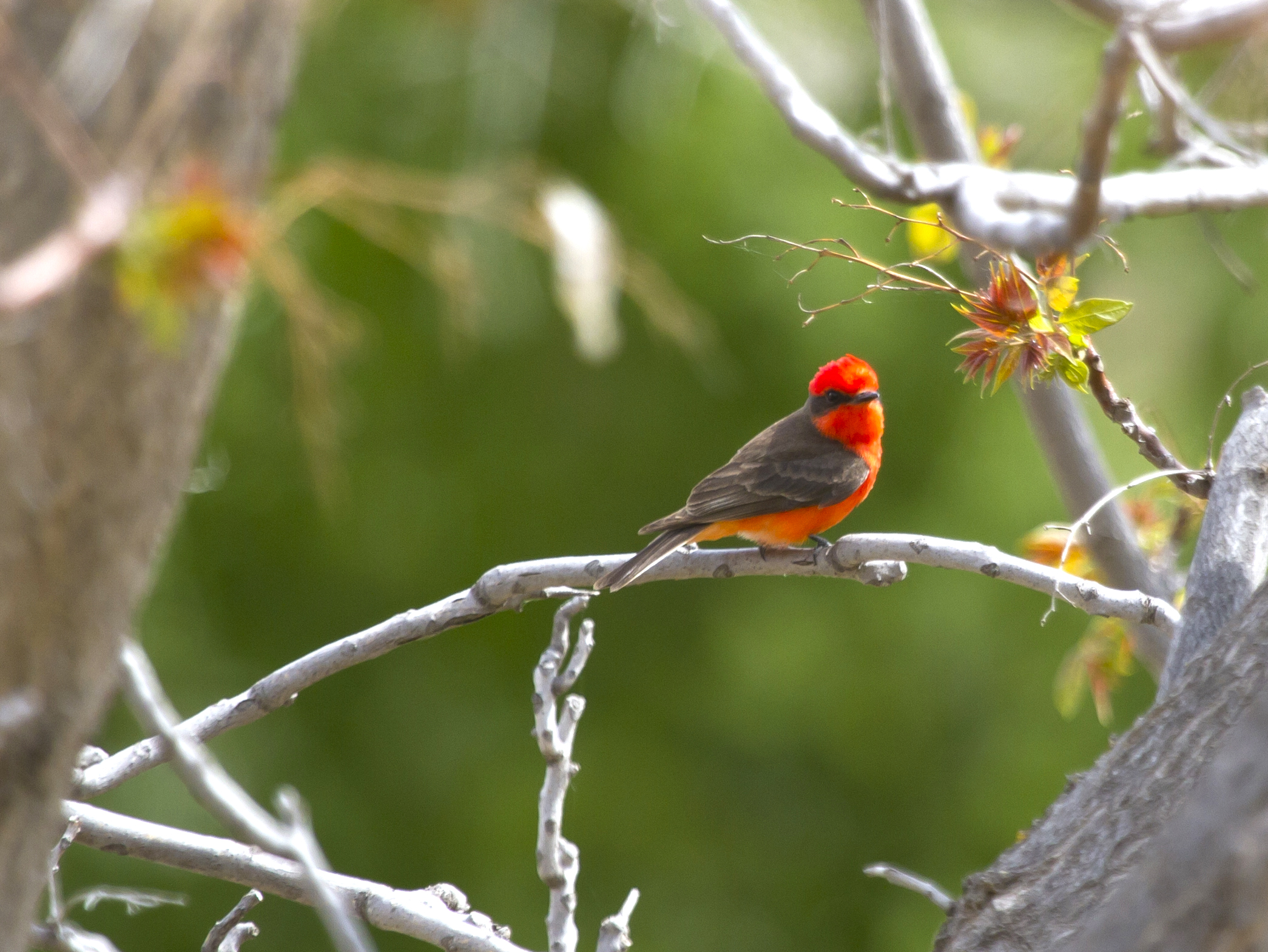 Verde Valley Birding & Nature Festival celebrating 18 years of birding