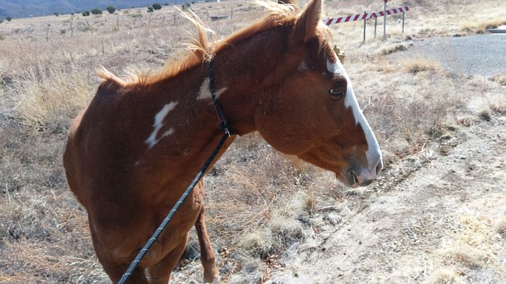 Prescott Valley Police Department Animal Control Officer Tim Yogerst wrangled this horse with a lasso made of dog leashes, halting it from running onto Highway 89A on Sunday, March 4. (Prescott Valley Police Department/Courtesy)
