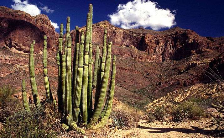 The Ajo Mountains with the iconic Organ Pipe Cactus (arizonaexperience.org/courtesy)