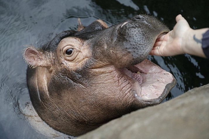 In this Jan. 10, 2018 file photo, Fiona, a baby Nile Hippopotamus has her gums rubbed by a zookeeper in her enclosure at the Cincinnati Zoo & Botanical Garden in Cincinnati. The San Antonio, Texas, zoo has launched a social media campaign matching Fiona with 2-year-old hippopotamus named Timothy. (AP Photo/John Minchillo)

