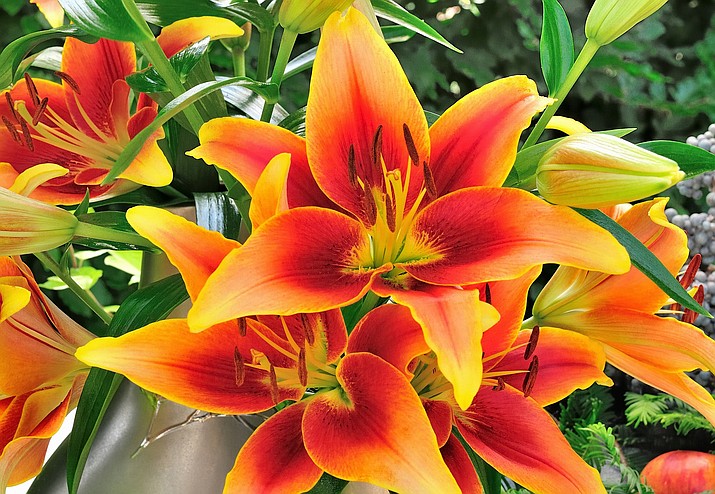 Kaveri lilies bloom mid-summer and enliven gardens with their golden-yellow petals,  painted with tangerine and burgundy. (Longfield-Gardens.com/Courtesy)
