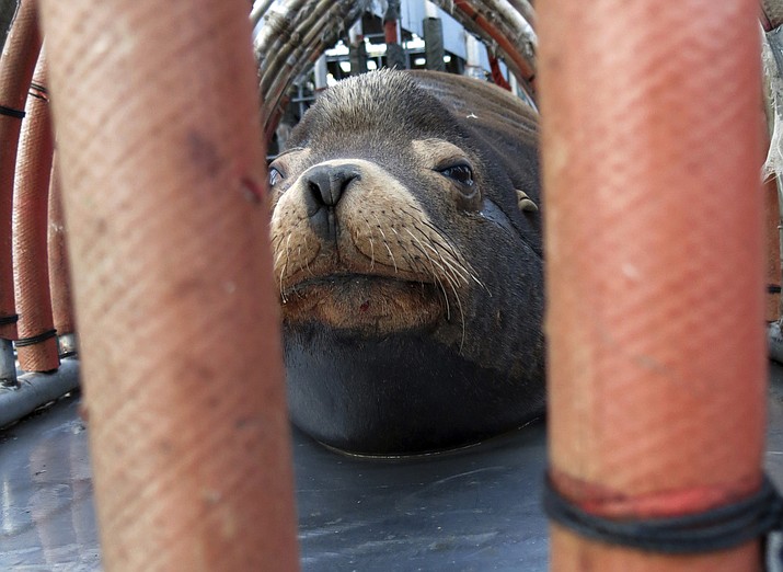 In this March 14, 2018, photo, a California sea lion peers out from a restraint nicknamed "The Squeeze" near Oregon City, Ore., as it is prepared for transport by truck to the Pacific Ocean about 130 miles away. The male sea lion was released south of Newport, Ore., in a program designed to reduce the threat to wild winter steelhead and spring chinook salmon in the Willamette River. Wildlife managers have asked permission form the federal government to begin killing California sea lions spotted eating those fish populations at Willamette Falls. (AP Photo/Gillian Flaccus)

